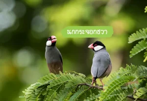 นกกระจอกชวา