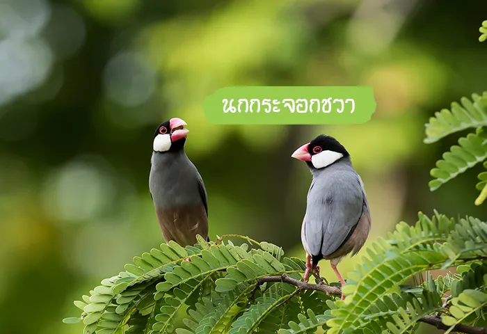 นกกระจอกชวา