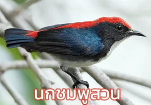 นกชมพูสวน
