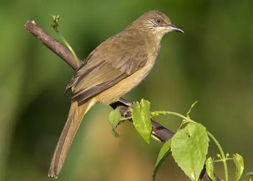 นกปรอดสวน