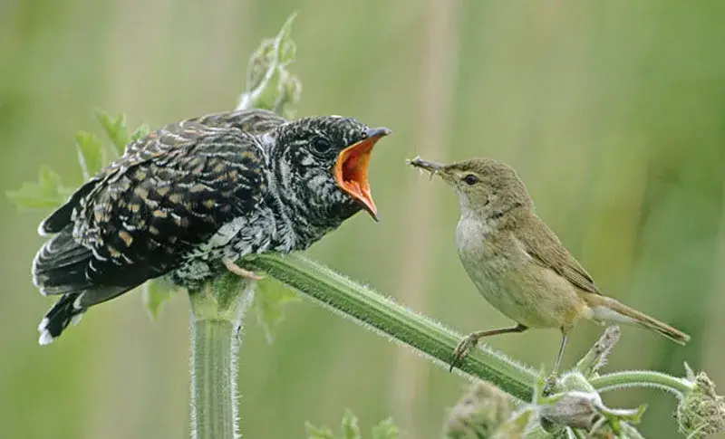 ลูกนกกาเหว่า